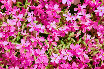 background beautiful live flowers