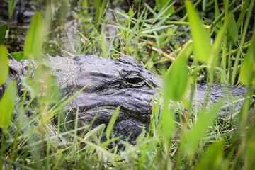 alligator milieu naturel Evergalde Floride Miami USA