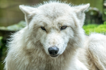 Obraz na płótnie Canvas Arctic Wolf (Canis lupus arctos) also known as White Wolf, closeup in rain