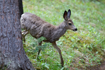 Odocoileus Virginianus in Alberta Canada