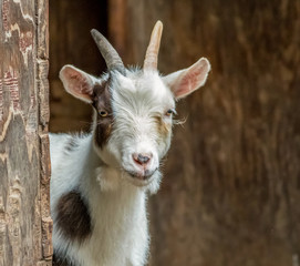 Young white goat with eye spot and horns closeup standing in doorway