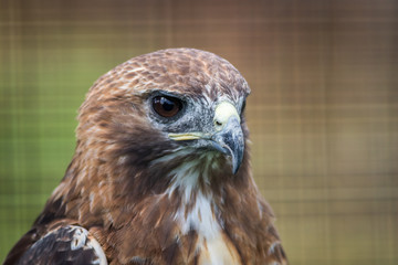 Broad-winged Hawk (Buteo platypterus) closeup looking right against green background