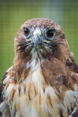 Broad-winged Hawk (Buteo platypterus) closeup against green background portrait