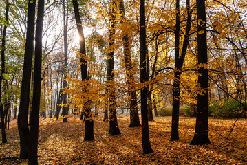 Obraz premium Park Konstytucji 3 Maja w Białymstoku, Jesień w parku Zwierzynieckim, Białystok, Podlasie