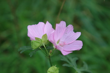 Obraz premium pink flower