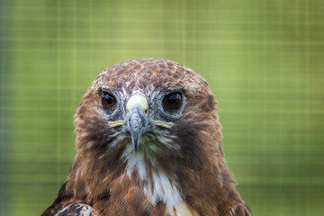 Broad-winged Hawk (Buteo platypterus) closeup against green background