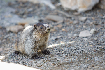 Hoary marmot in Alberta Canada