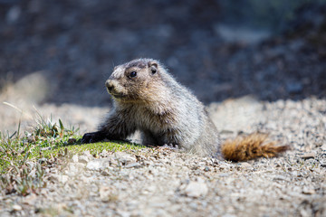 Naklejka na ściany i meble Hoary marmot in Alberta Canada