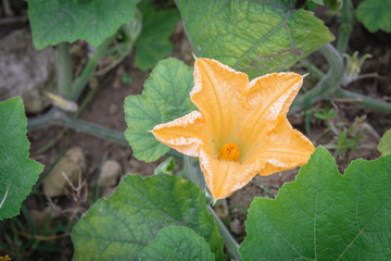 Squash flower and young fruit close-up at kitchen garden farm in Vietnam