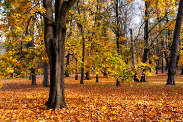  Park Konstytucji 3 Maja w Białymstoku, Jesień w parku Zwierzynieckim, Białystok, Podlasie