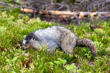Fototapeta premium Hoary marmot in Alberta Canada
