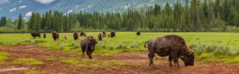 Fototapeten Panorama Herde amerikanischer Bisons oder Büffel Panorama-Webbanner © Darren Baker