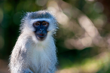 Vervet Monkey, up close, blurred backgroun