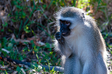 Vervet monkey, up close, eating something