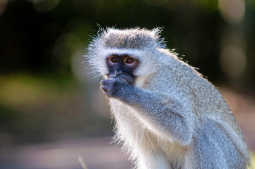 Vervet monkey, up close, blurred background