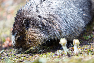 Hoary marmot in Alberta Canada