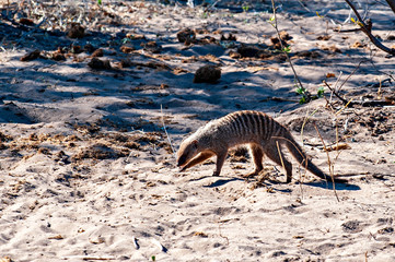 Banded Mongoose, walking in sandy ground