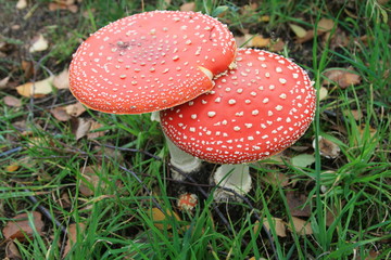 Red mushrooms pair