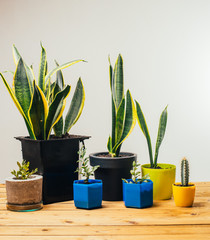 flowers in pots isolated on white