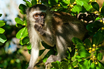 Vervet Monkey up close, in a tree
