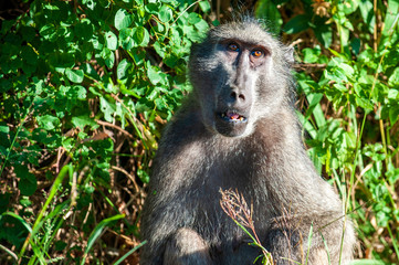Chacma or Cape Baboon, sitting in front of bushes, looking at camera, up close