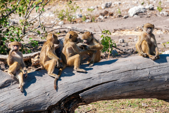 Chacma or Cape Baboon, babies  sitting on a log, playing, funny, silly
