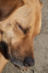 Portrait of a beautiful dog sleeping in the street