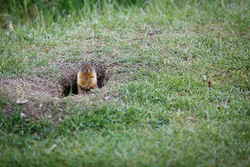 Hoary marmot in Alberta Canada