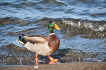 Duck comes out of the water at Llanquihue Lake. South of Chile. Patagonia.