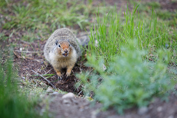 Hoary marmot in Alberta Canada