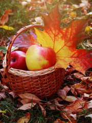 apples in the basket. autumn leaves. autumn harvest