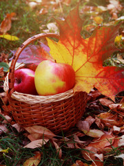 Naklejka na ściany i meble apples in the basket. autumn leaves. autumn harvest