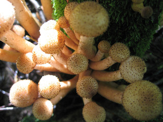 honey mushrooms glowing in sunlight