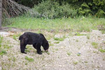Will Ursus Americanus en Banff, Canada