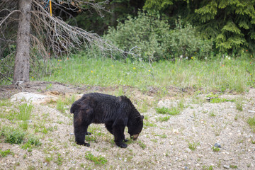 Will Ursus Americanus en Banff, Canada