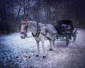 December snowstorm at Englischer Garten in Munich, horse-drawn carriage waiting for tourists