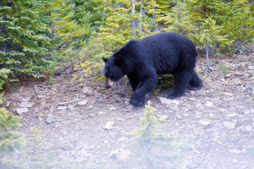 Will Ursus Americanus en Banff, Canada