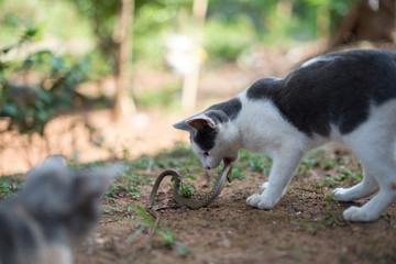  Cats hunt for snakes.