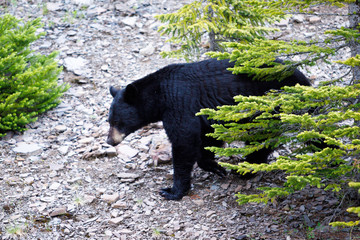 Will Ursus Americanus en Banff, Canada