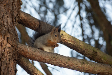 Naklejka na ściany i meble Cute squirrel eats a nut on the tree