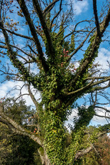Efeu wächst wild auf Baum