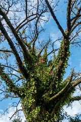 Efeu wächst wild auf Baum