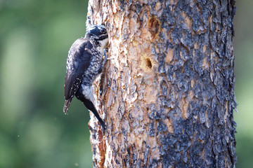 Obraz premium Dryobates pubescens in Jasper per Canada