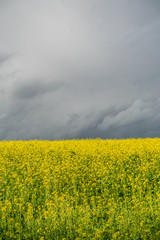 Rapsfeld und grauer Himmel