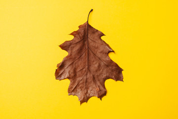 yellow maple leaf on white background