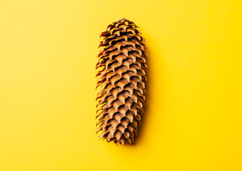 closeup of pine cone