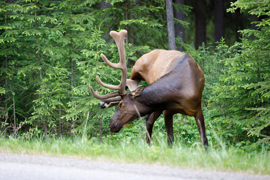 Uapiti Images Browse 43 Stock Photos, Vectors, and Video Adobe Stock