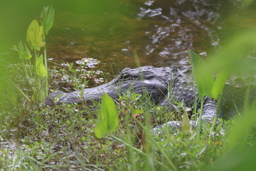 Alligator Miami Floride Everglade USA