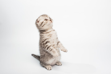 Fototapeta premium kitten on white background