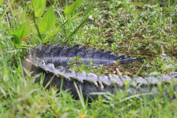 Alligator Miami Floride Everglade USA